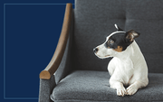 How to Protect Your Furniture From Pets